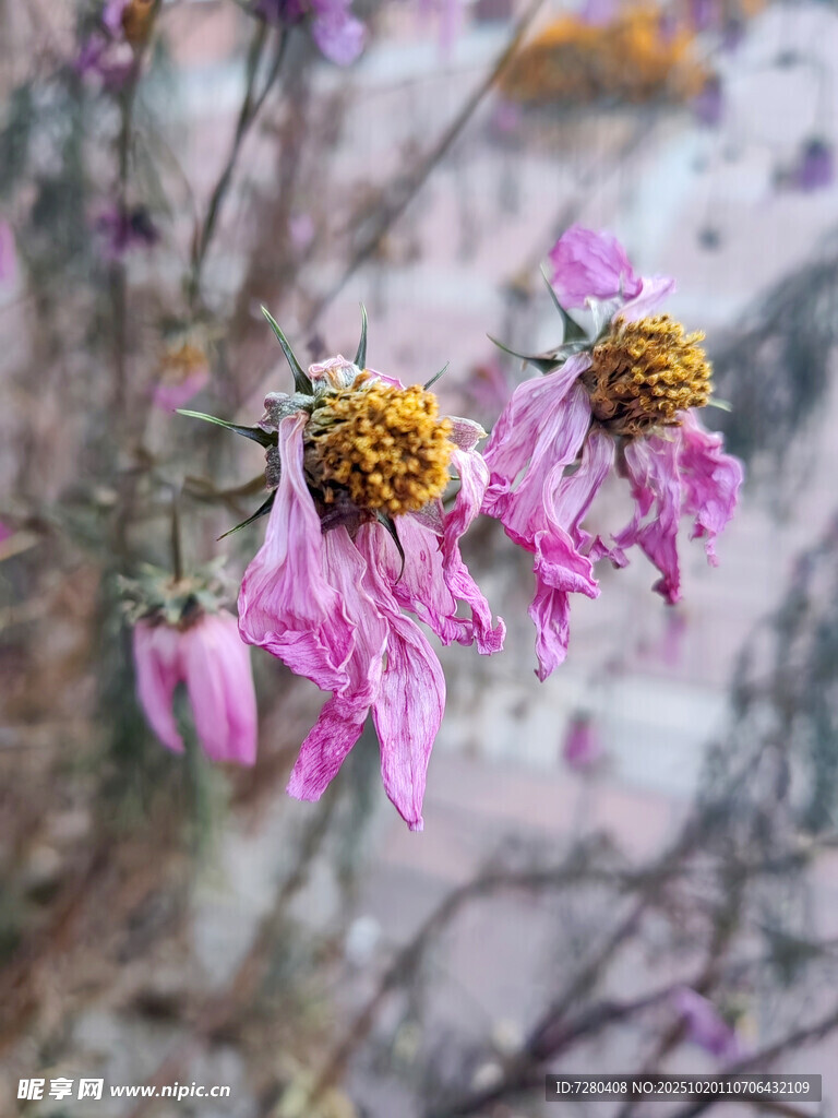 枯萎紫花特写