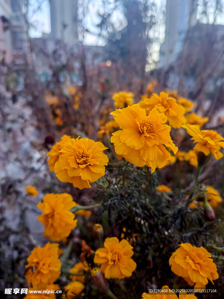 林间绽放的橙色美丽小花