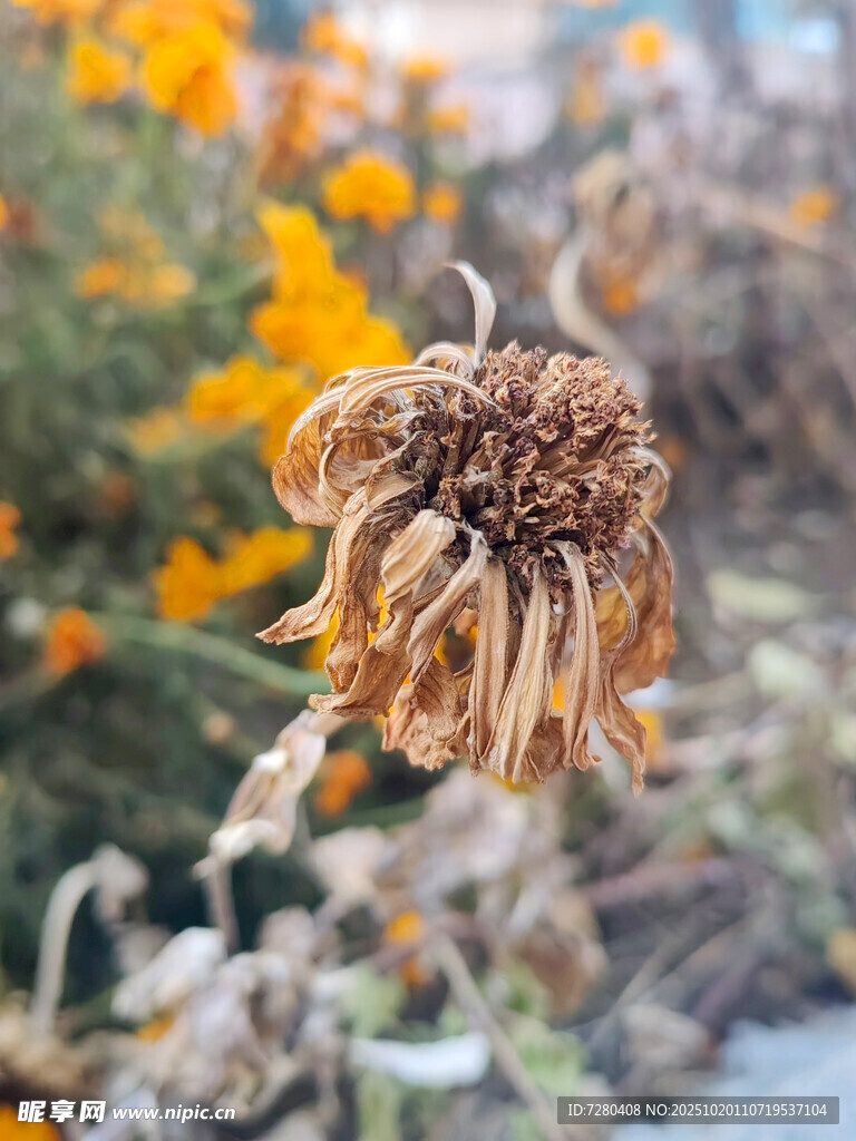 枯萎干花尽显秋意萧瑟