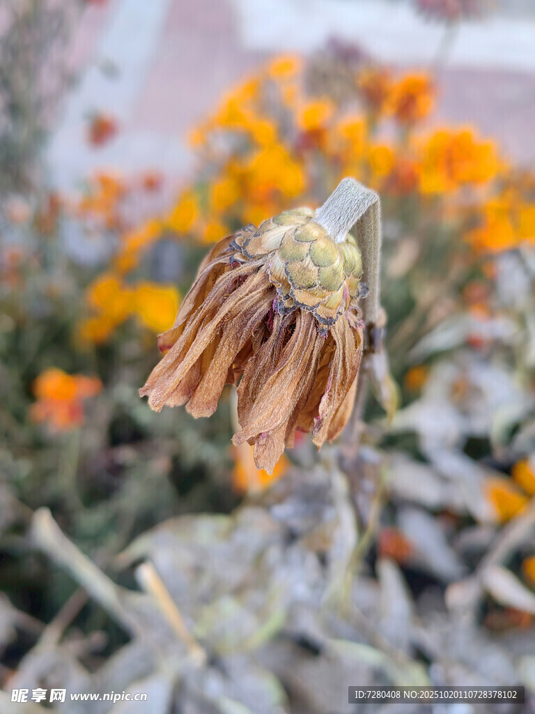 枯萎向日葵与绽放花朵对比