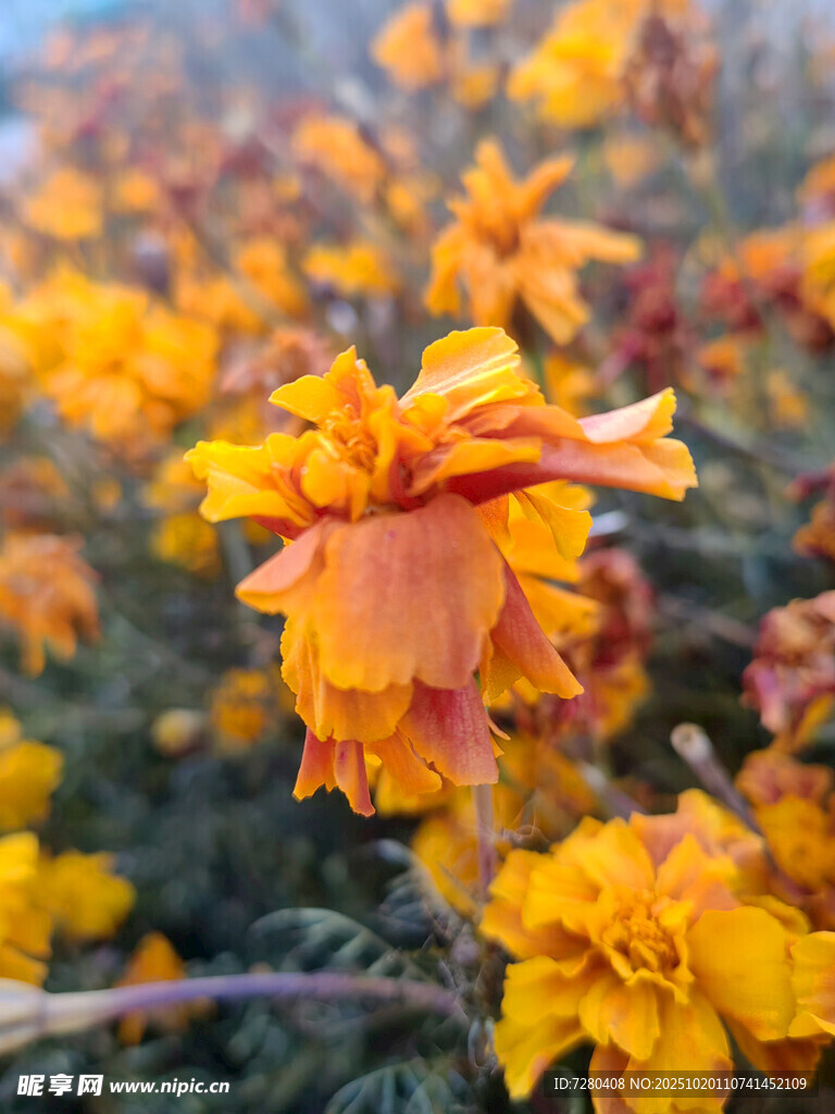 绚烂橘黄花朵绽放