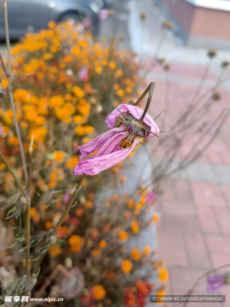 绽放的粉色小花与周边景致