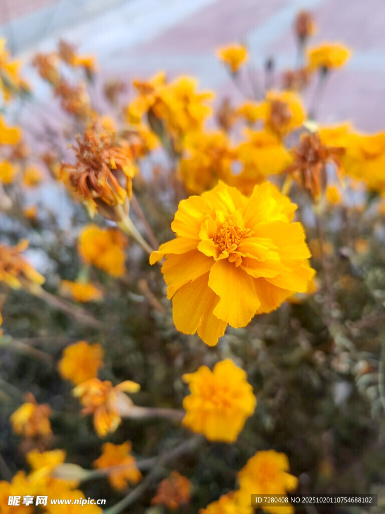 绽放的黄色鲜艳小花朵