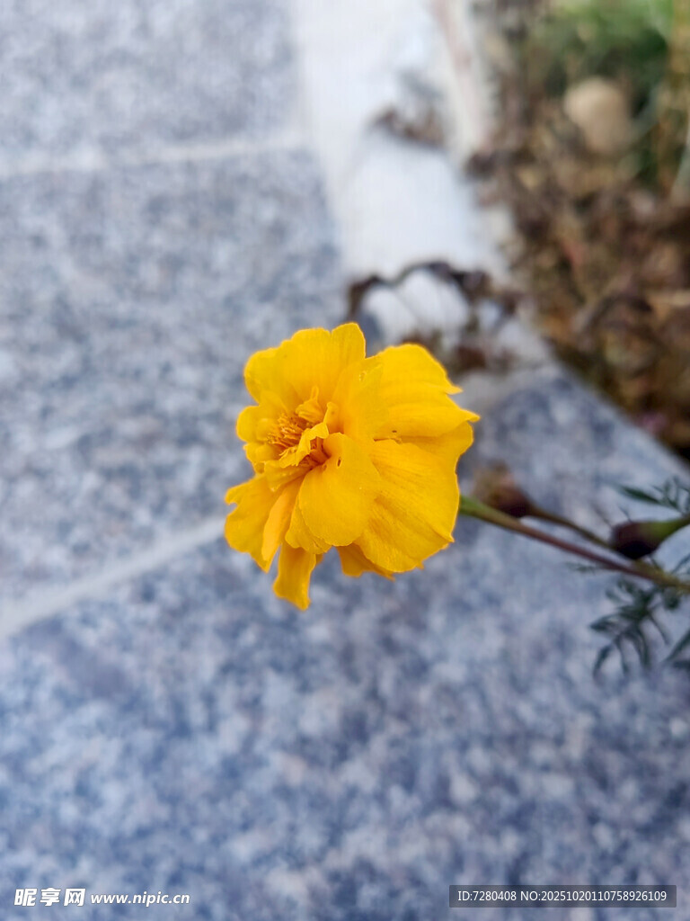 单朵黄色小花特写