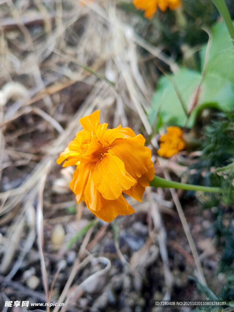 黄色小花绽放于枯草间