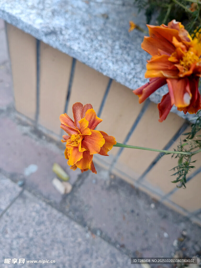 墙边绽放的艳丽花朵