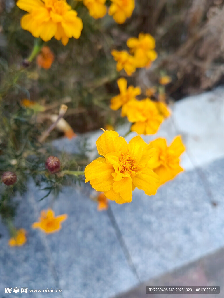 路边绽放的鲜艳黄色花朵