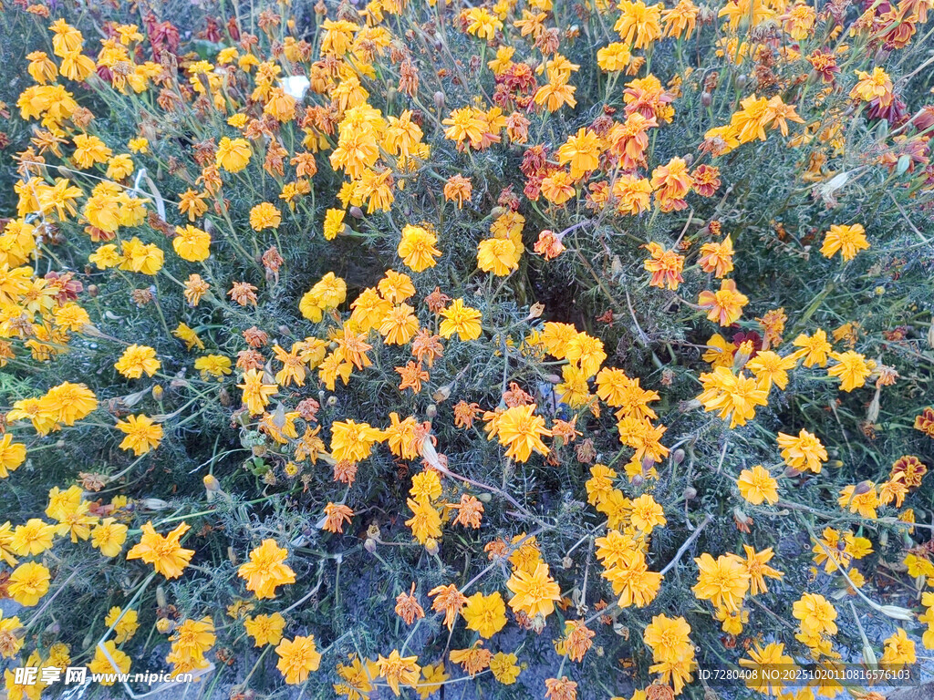 金黄灿烂的花卉景观