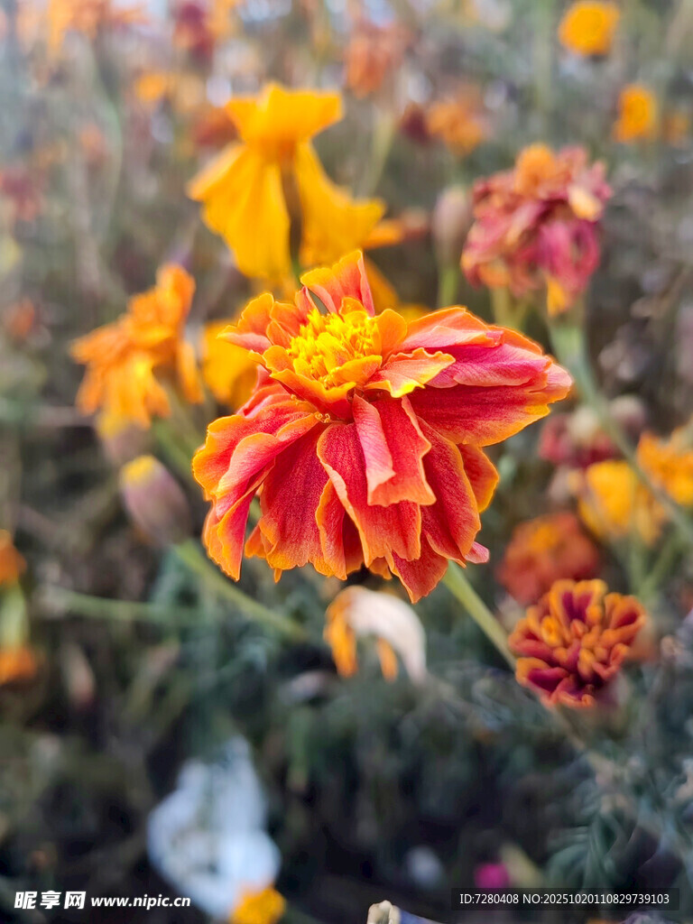多彩艳丽大丽花绽放