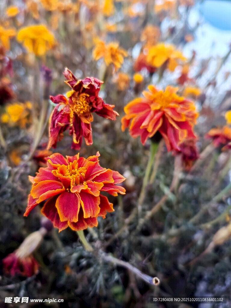 艳丽多彩的绽放花朵