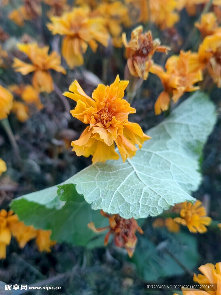 金黄花朵与绿叶的自然美