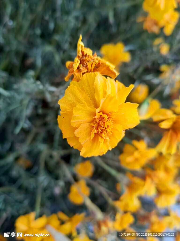 绽放的黄色花朵