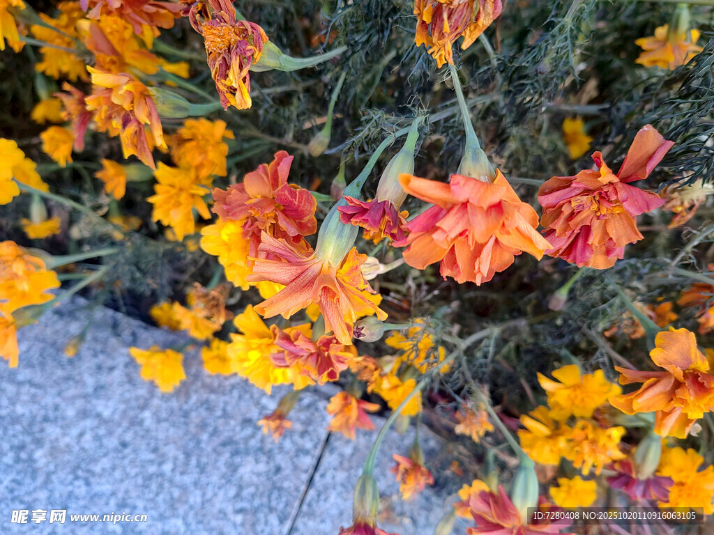 橙黄花朵绽放于石旁