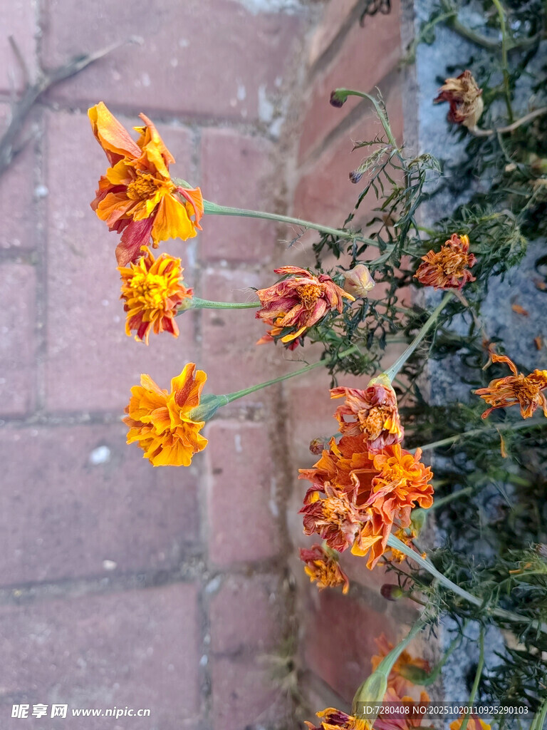 砖缝中绽放的艳丽花朵