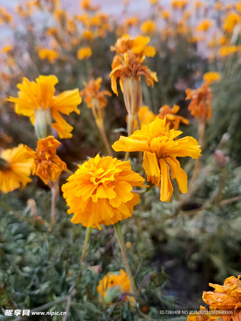 盛开的橙色万寿菊