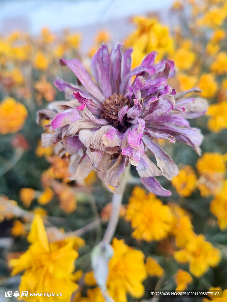枯萎紫花于金黄花丛中