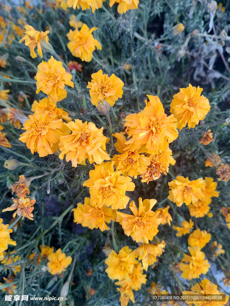 绽放的黄色万寿菊花朵