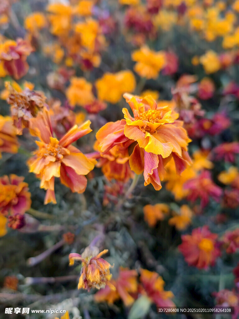 艳丽多彩的花卉绽放
