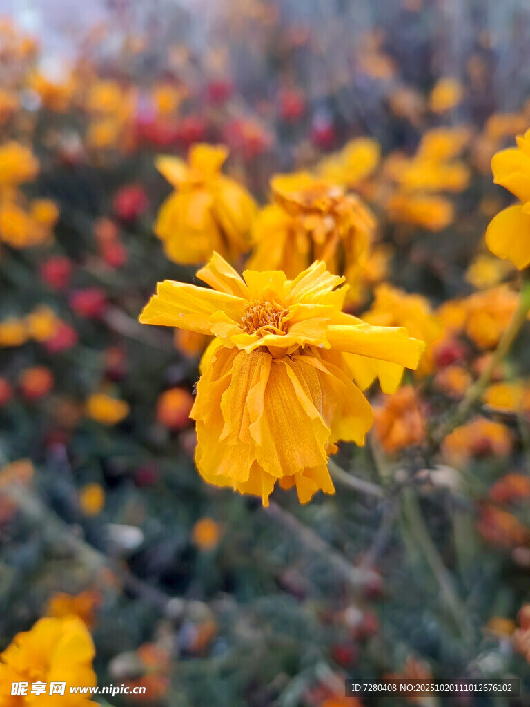 绽放的美丽黄色花卉