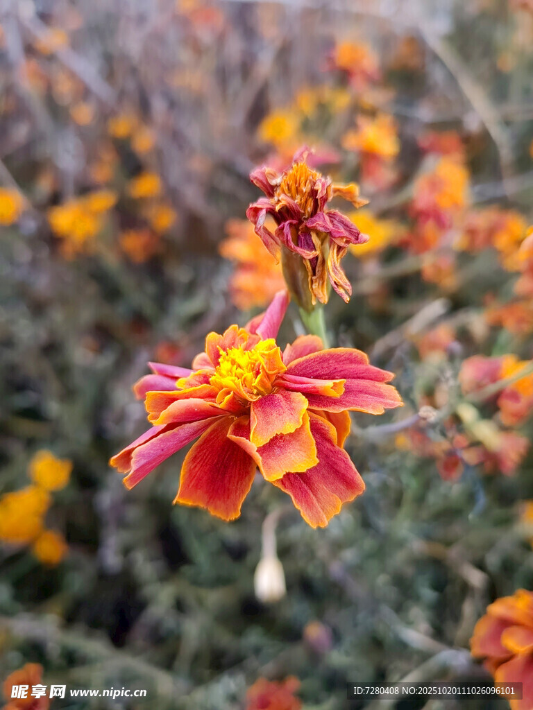 艳丽双色花朵绽放生机