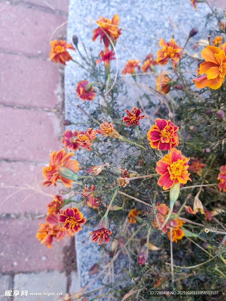 路边绽放的多彩小菊花