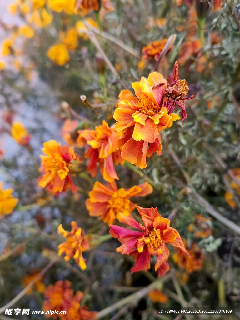 鲜艳橙红花朵绽放枝头