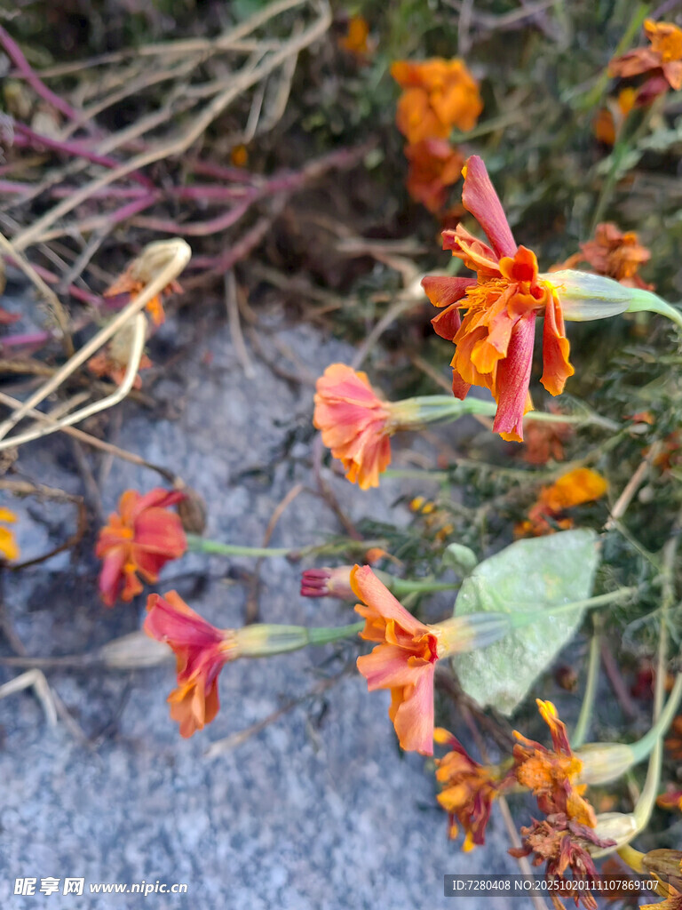地上鲜艳的橙红色花卉