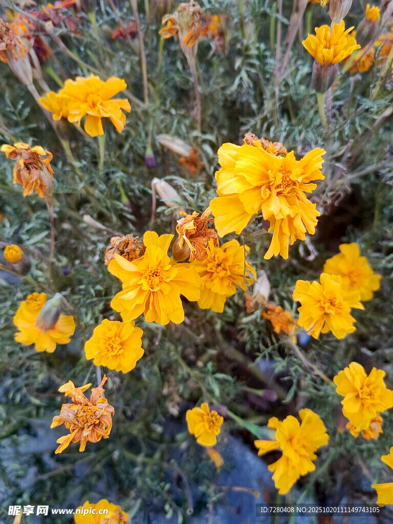 鲜艳黄色花朵绽放