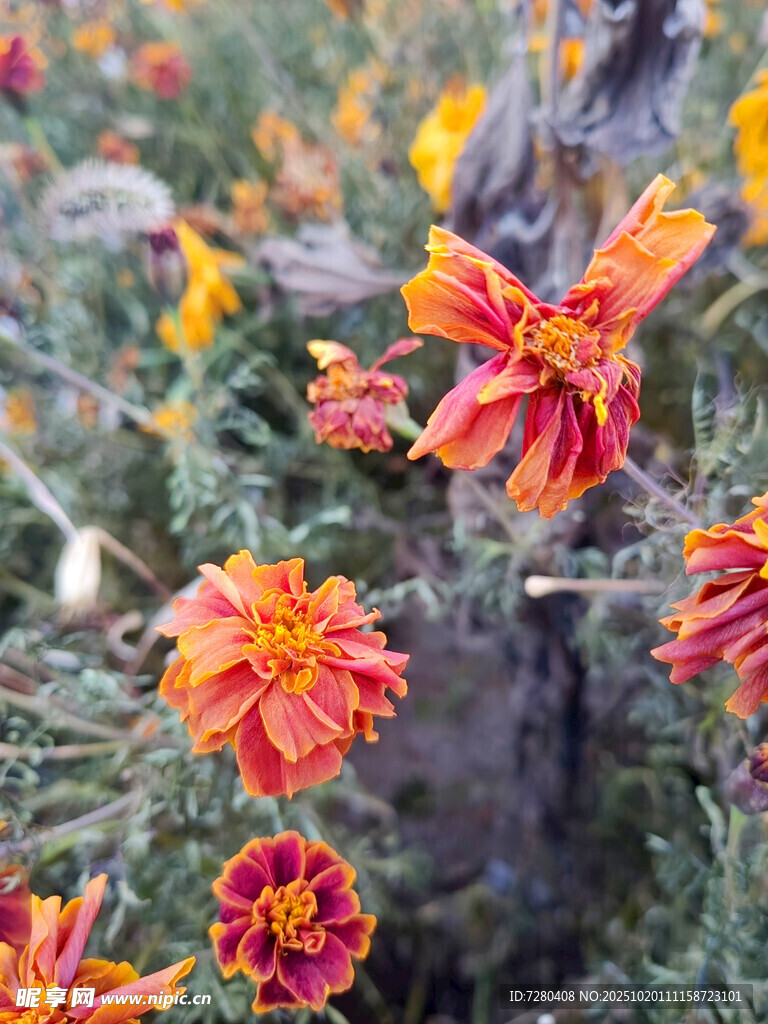 鲜艳多姿的橘红色花朵