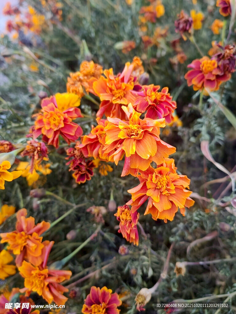 鲜艳多彩的花朵绽放
