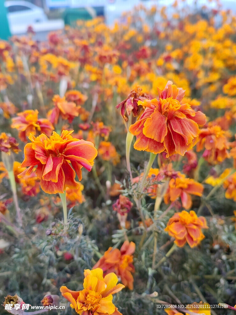 绚烂花丛中的橙红色花朵