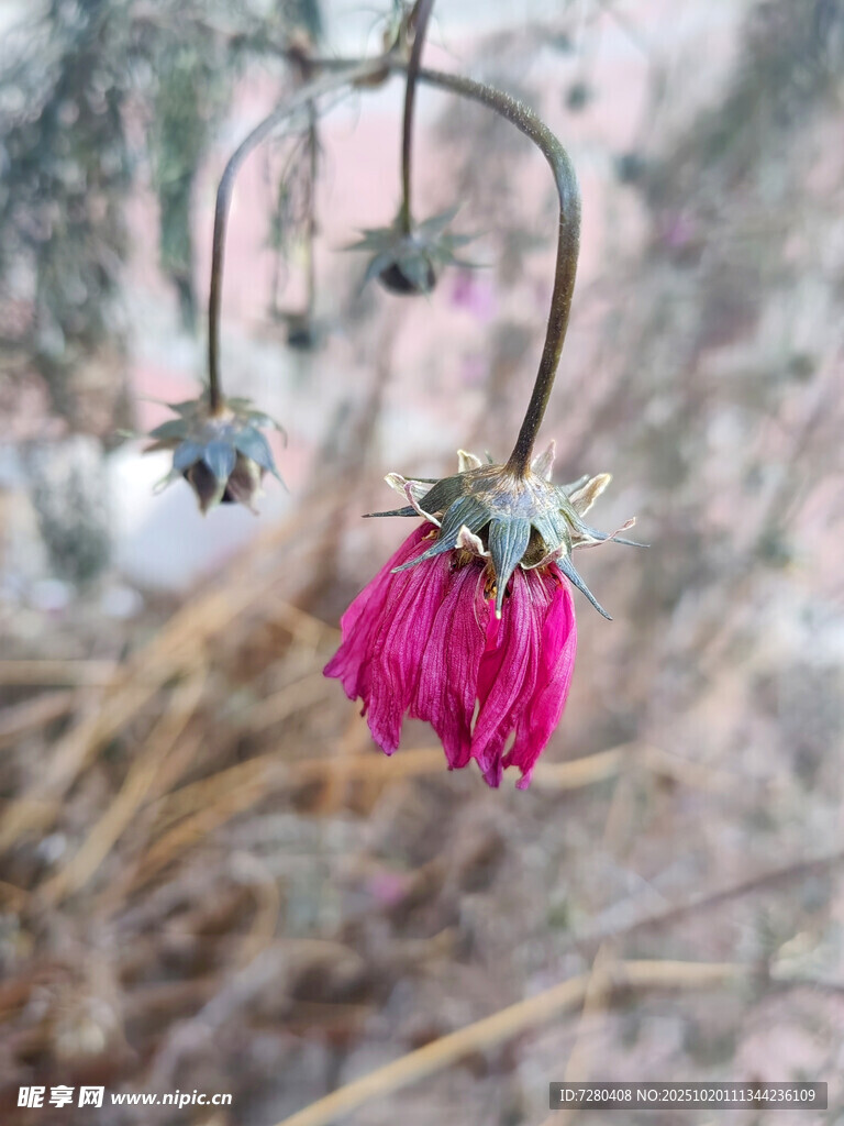 垂挂的娇艳粉色花朵
