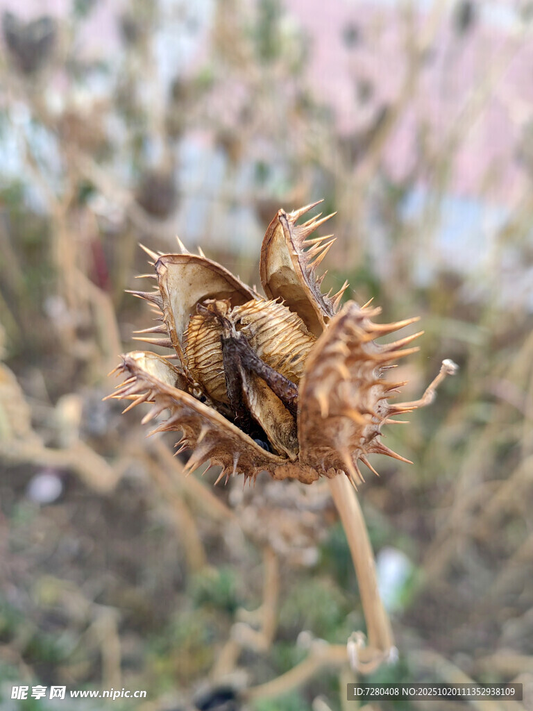 枯萎的花朵特写