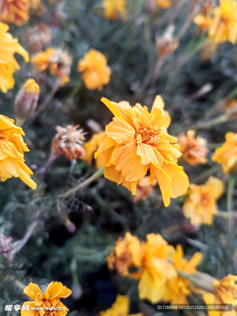 绽放的黄色花卉