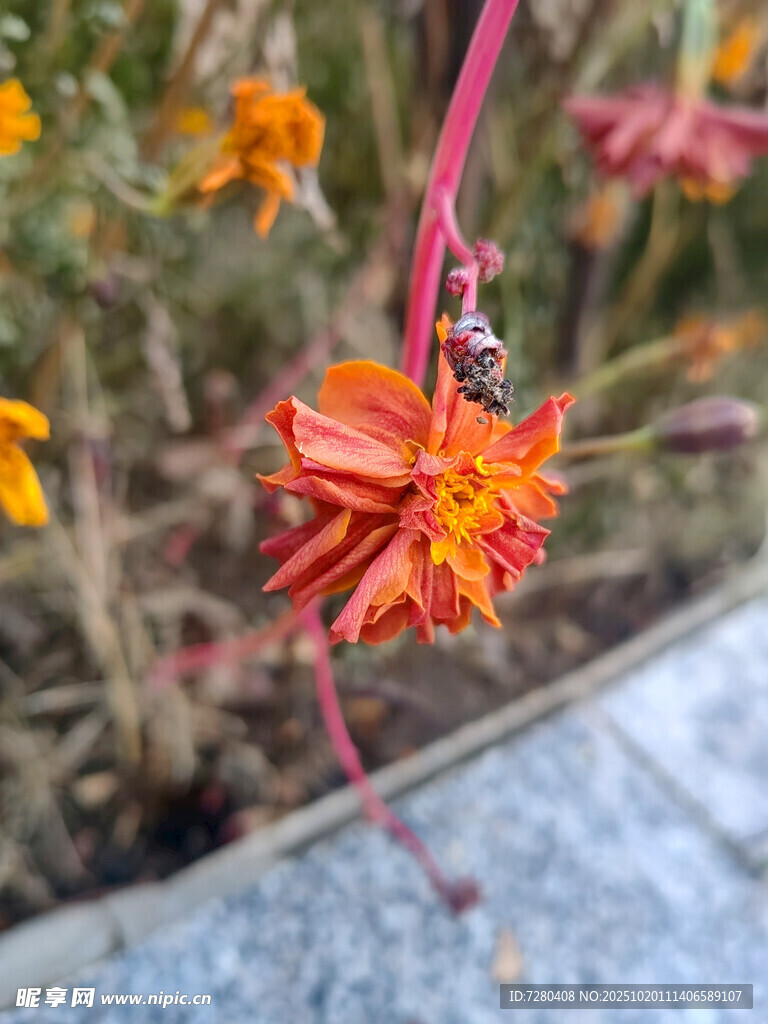 娇艳橙花绽放于户外
