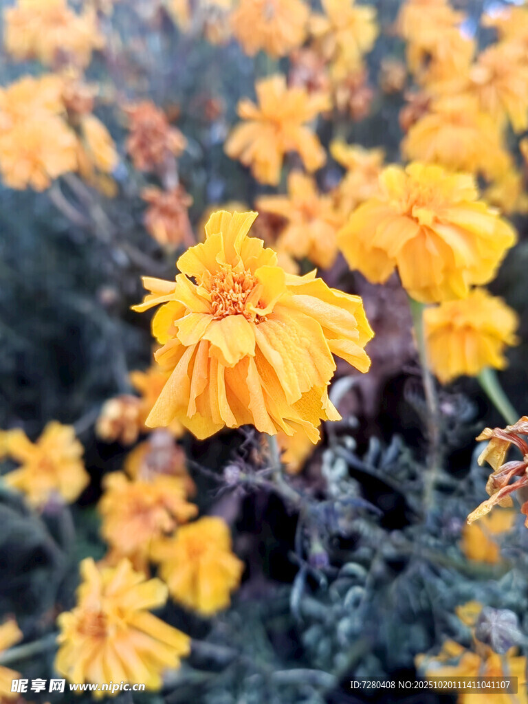 绽放的黄色万寿菊花朵