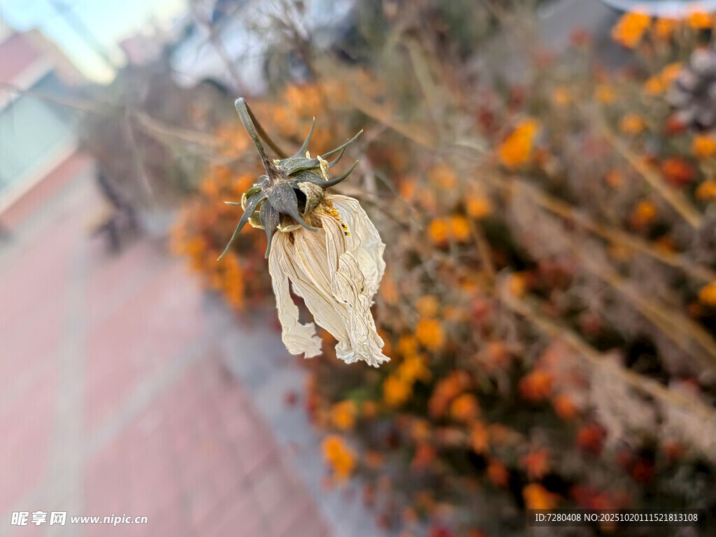 枯萎花朵与背景繁花对比