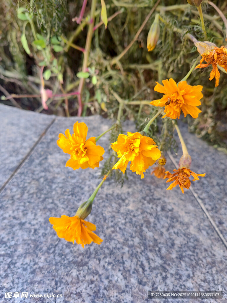 石板上绽放的黄色小花