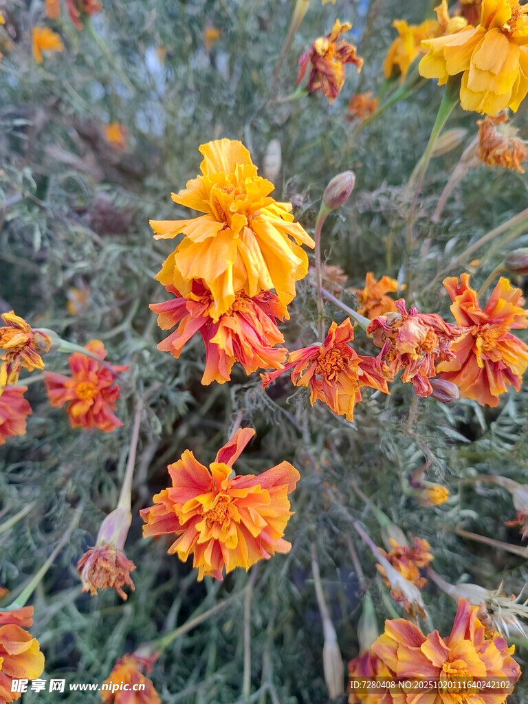 艳丽多彩的绽放花卉