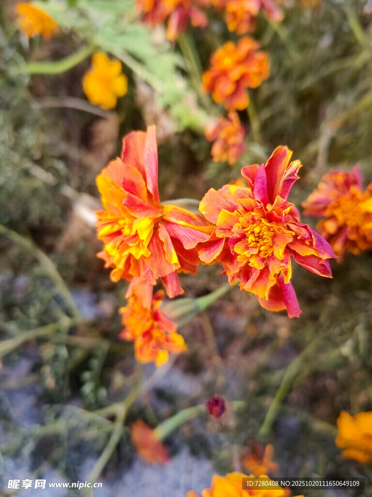 鲜艳多彩的绽放花朵