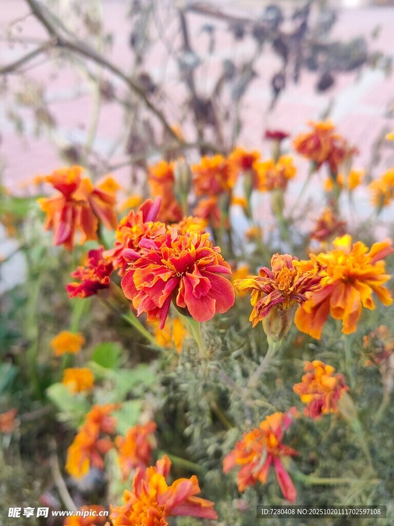 艳丽多彩的绽放花朵
