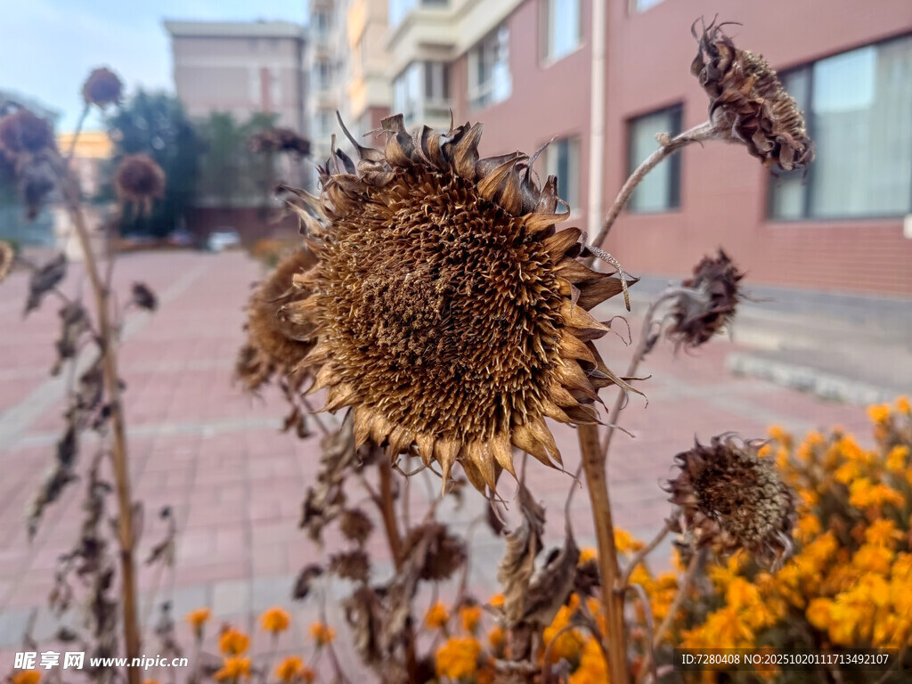 枯萎向日葵与灿烂小花