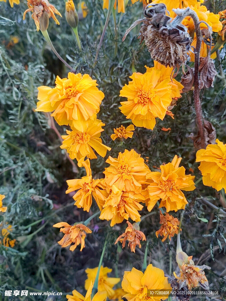 绽放的金黄花朵