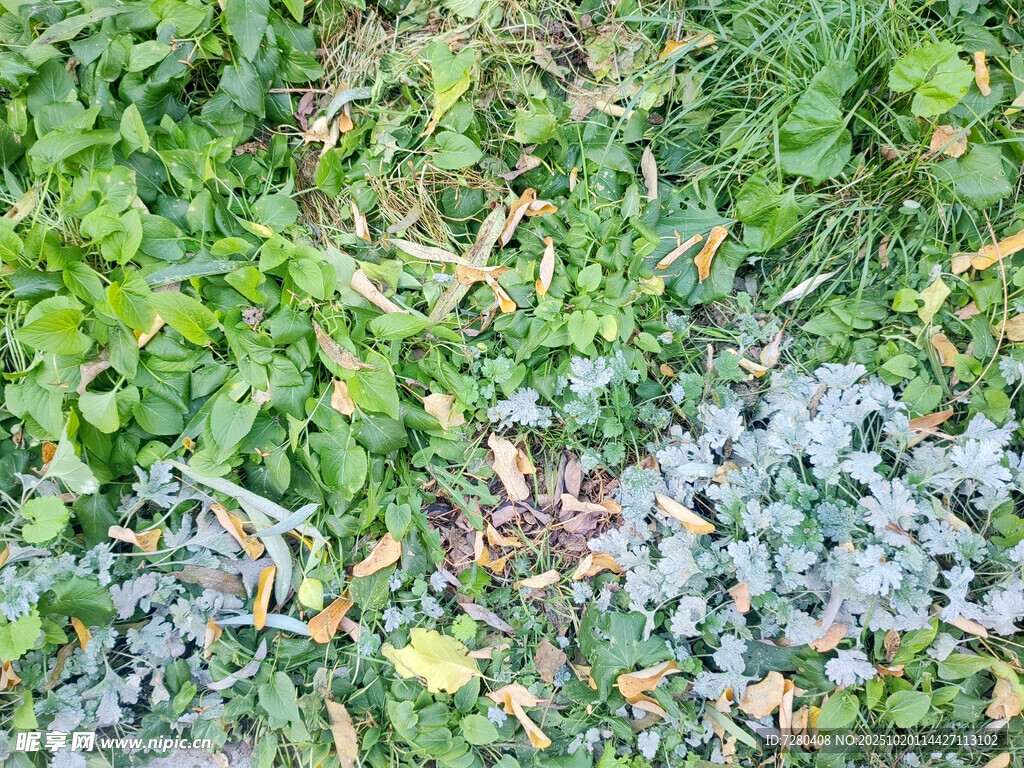 多彩植物景观