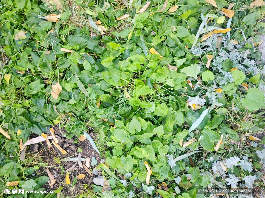 翠绿繁茂的地面植物景观