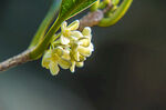 桂花 花蕊