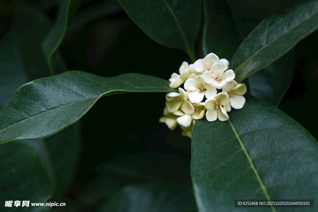 花蕊 白花