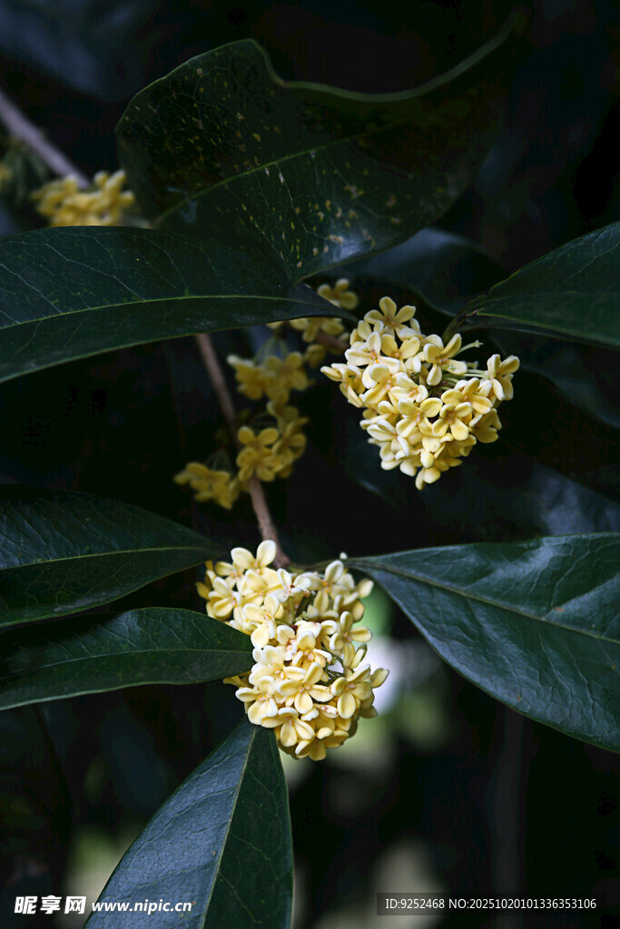 桂花 绿叶