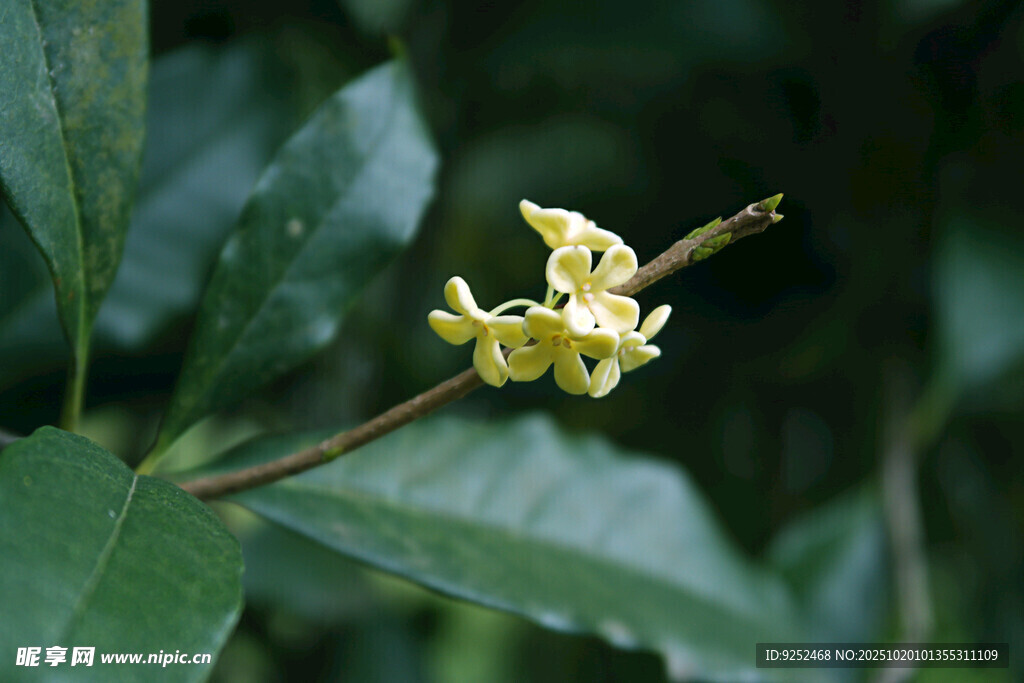 桂花枝 