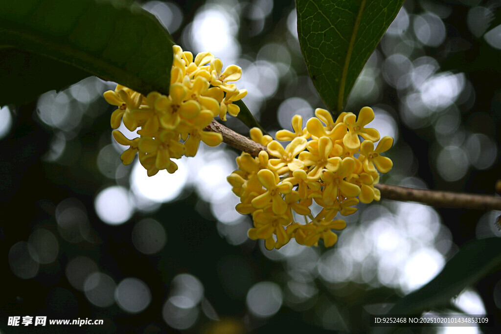 桂花 花枝 